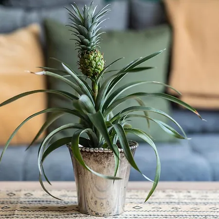 Casa-sarah アパート *